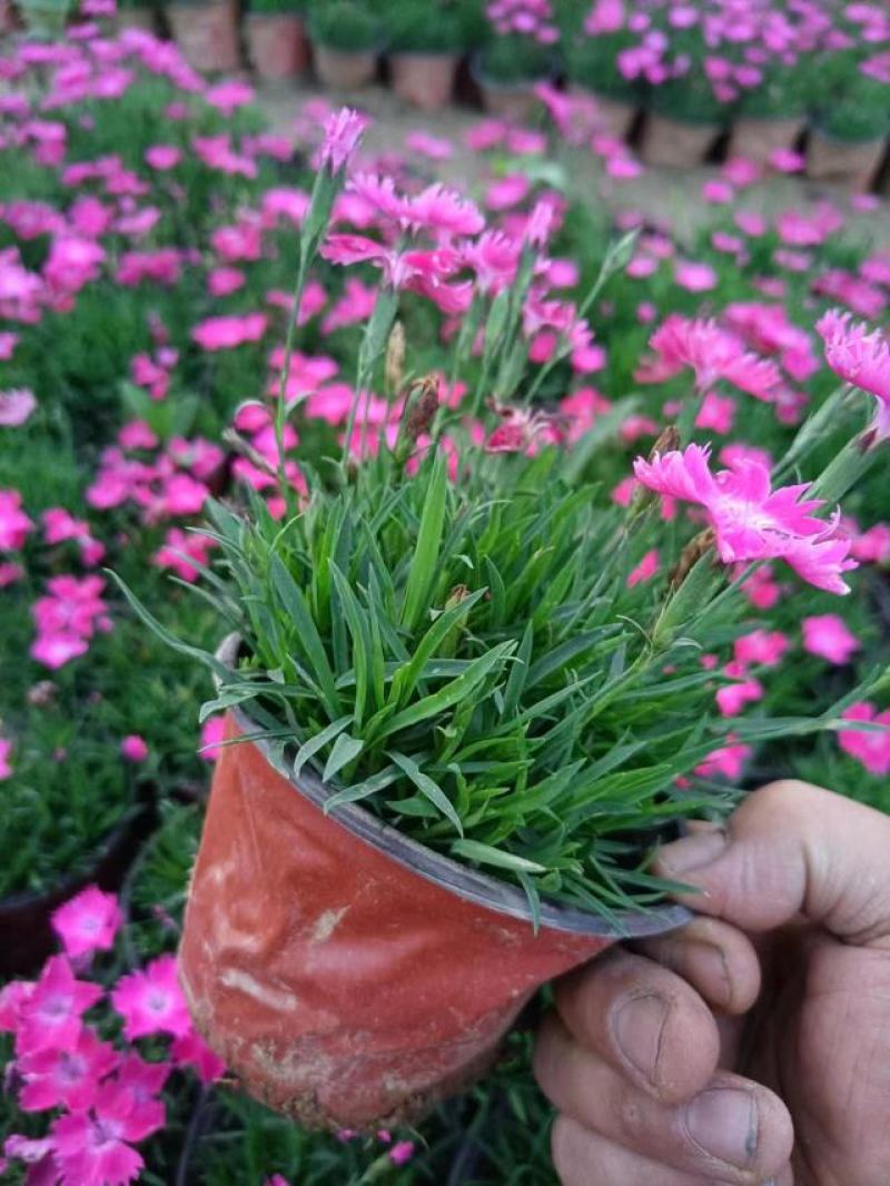 欧石竹，宿根地被植物，多用于花海景观，道路绿化，庭院绿化