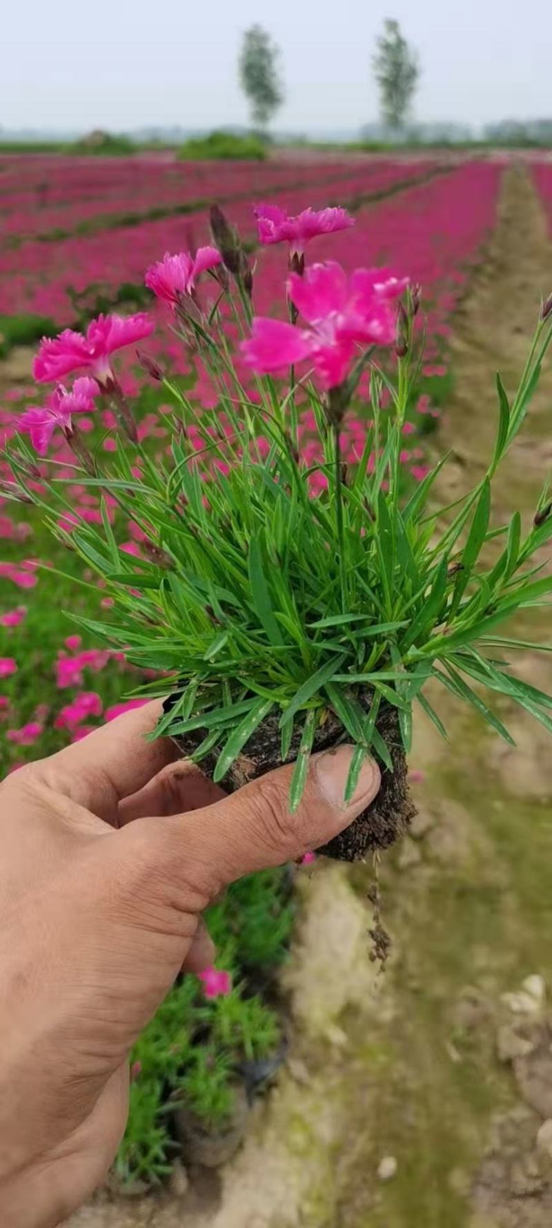 欧石竹，宿根地被植物，多用于花海景观，道路绿化，庭院绿化