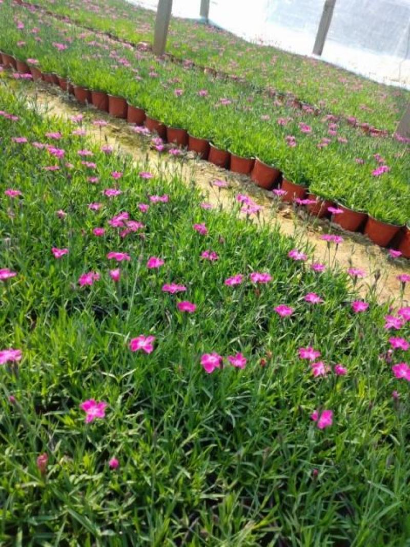 欧石竹，宿根地被植物，多用于花海景观，道路绿化，庭院绿化