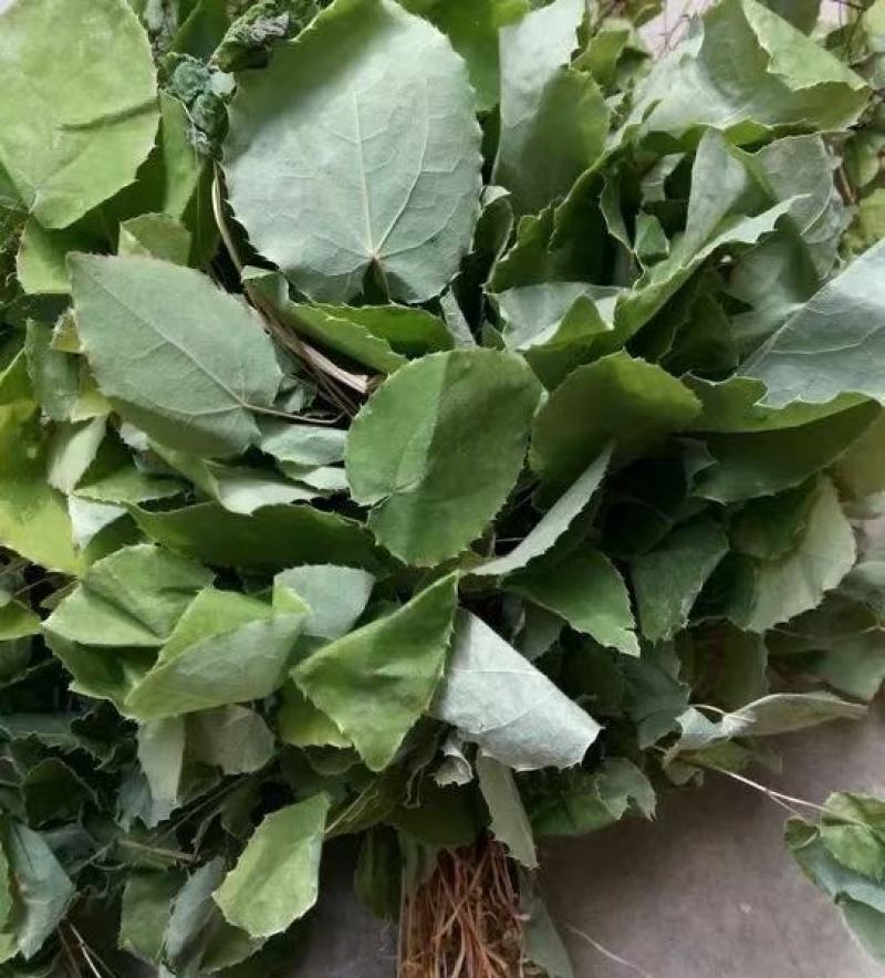 淫羊藿干货