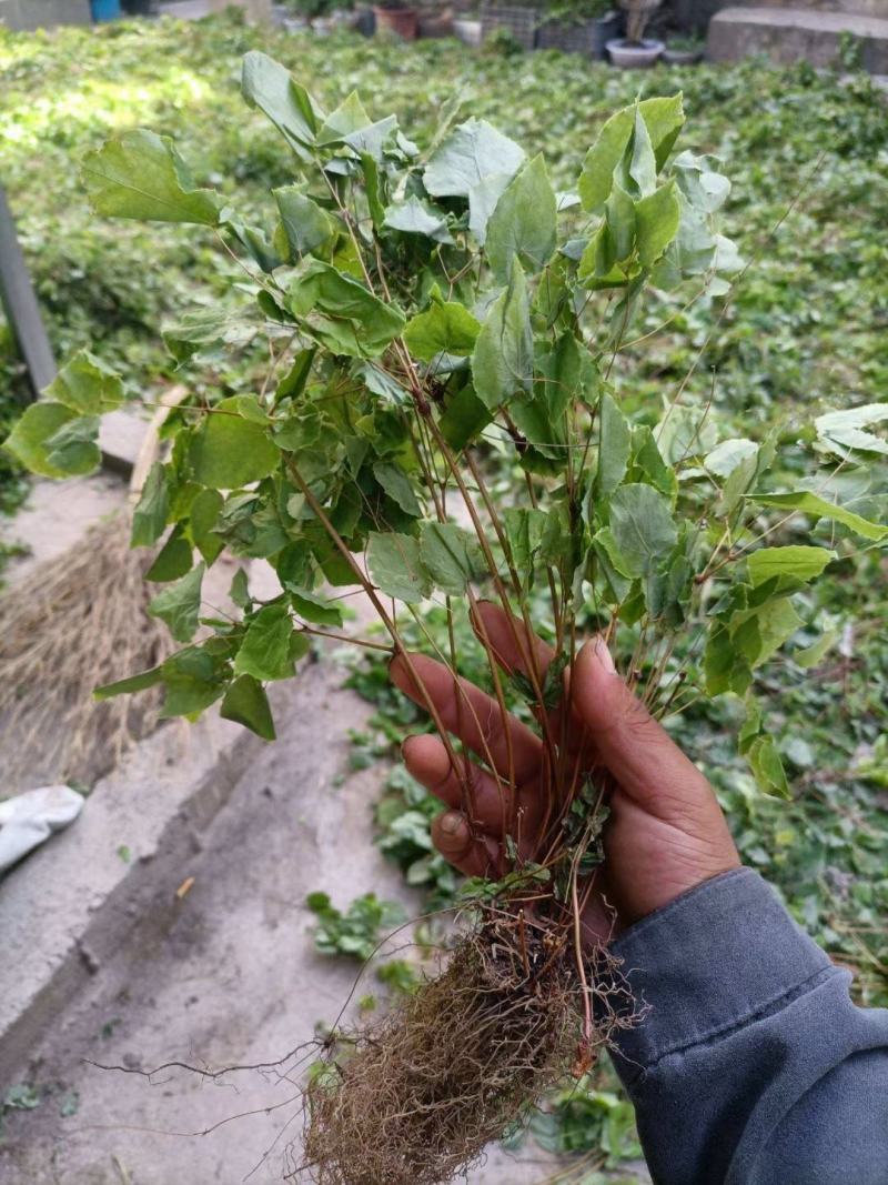 淫羊藿干货