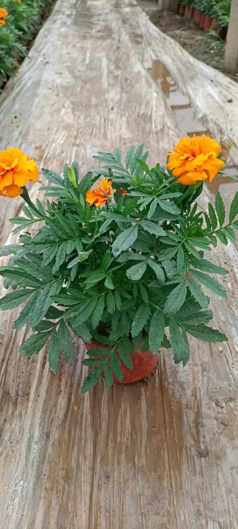 孔雀草，园林绿化，道路租摆，花海造型，景观，
