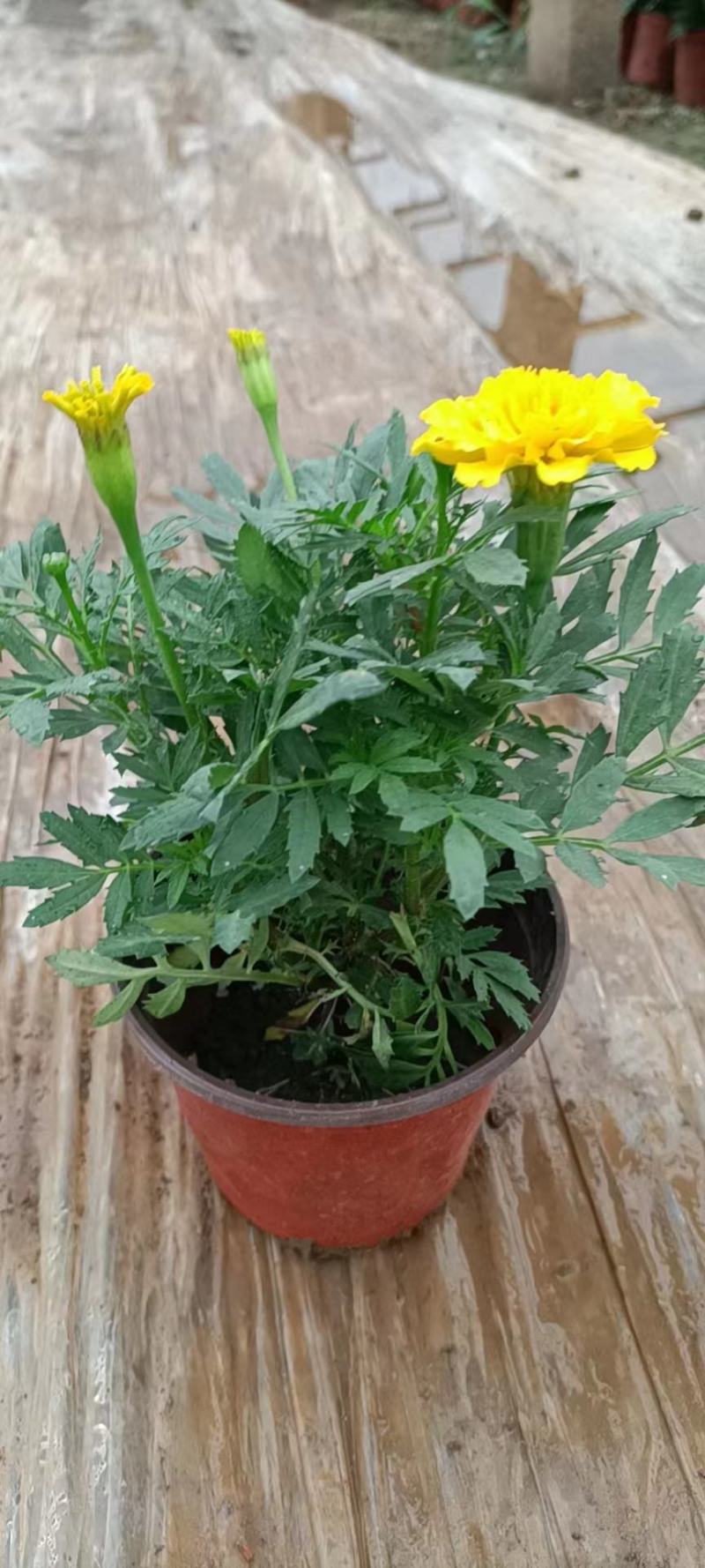 孔雀草，园林绿化，道路租摆，花海造型，景观，