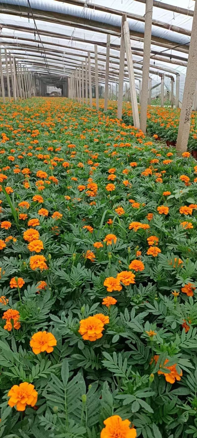 孔雀草，园林绿化，道路租摆，花海造型，景观，