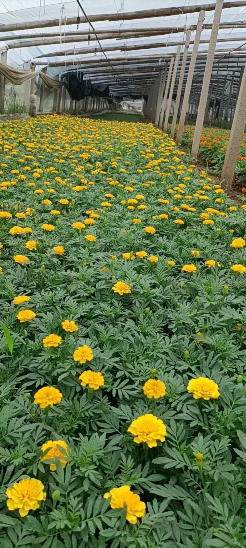 孔雀草，园林绿化，道路租摆，花海造型，景观，