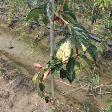 锦生开运双碧锦红垂枝梅花量大优惠
