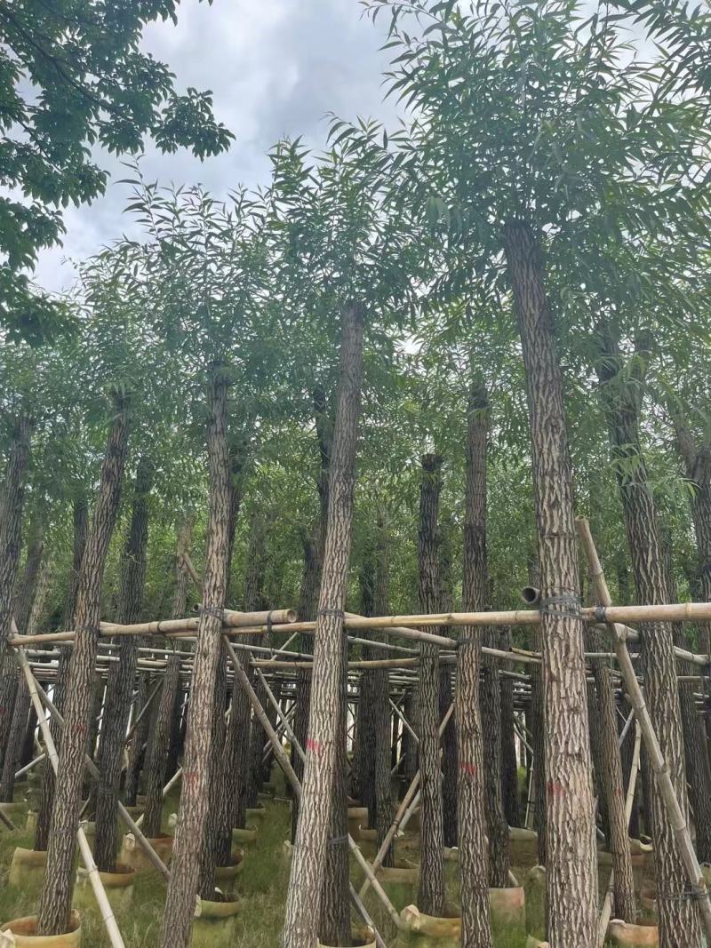 柳树