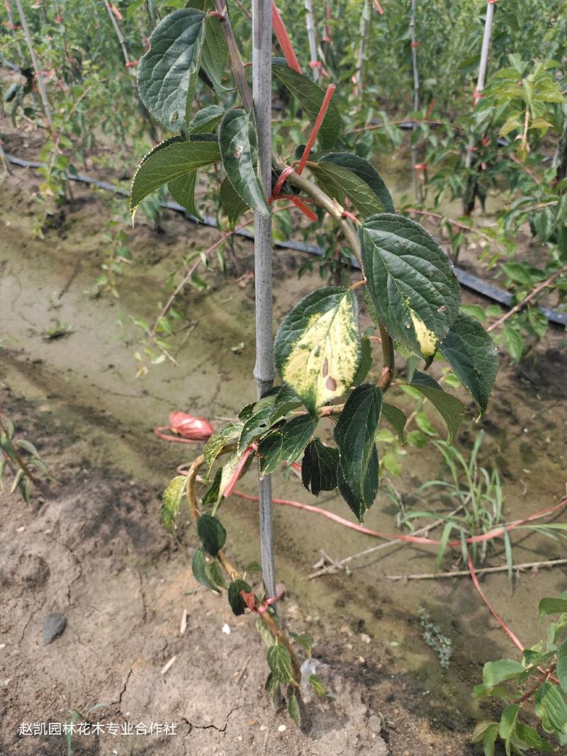 锦生开运双碧锦红垂枝梅花量大优惠