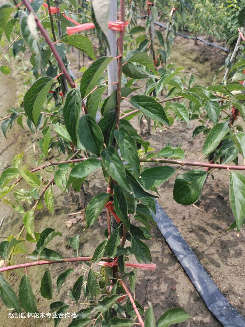 锦生开运双碧锦红垂枝梅花量大优惠