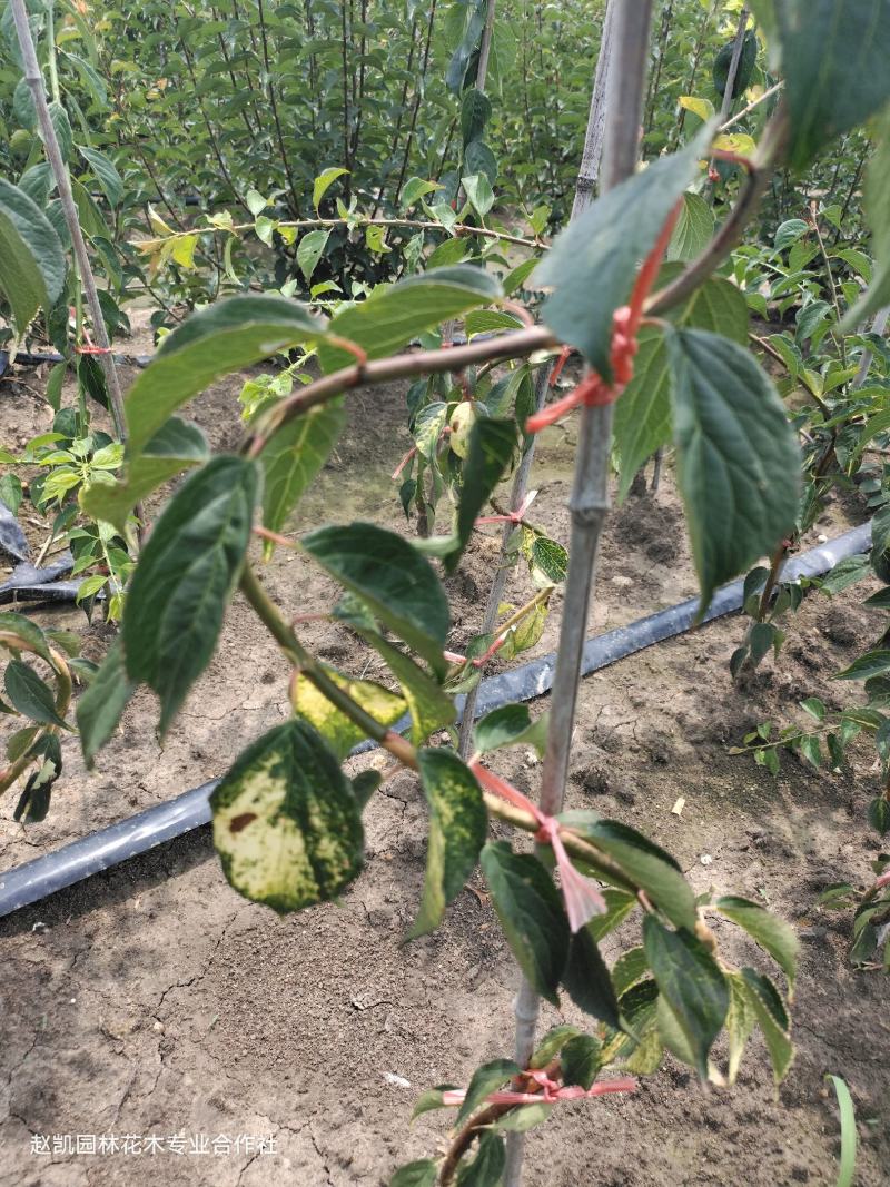 锦生开运双碧锦红垂枝梅花量大优惠