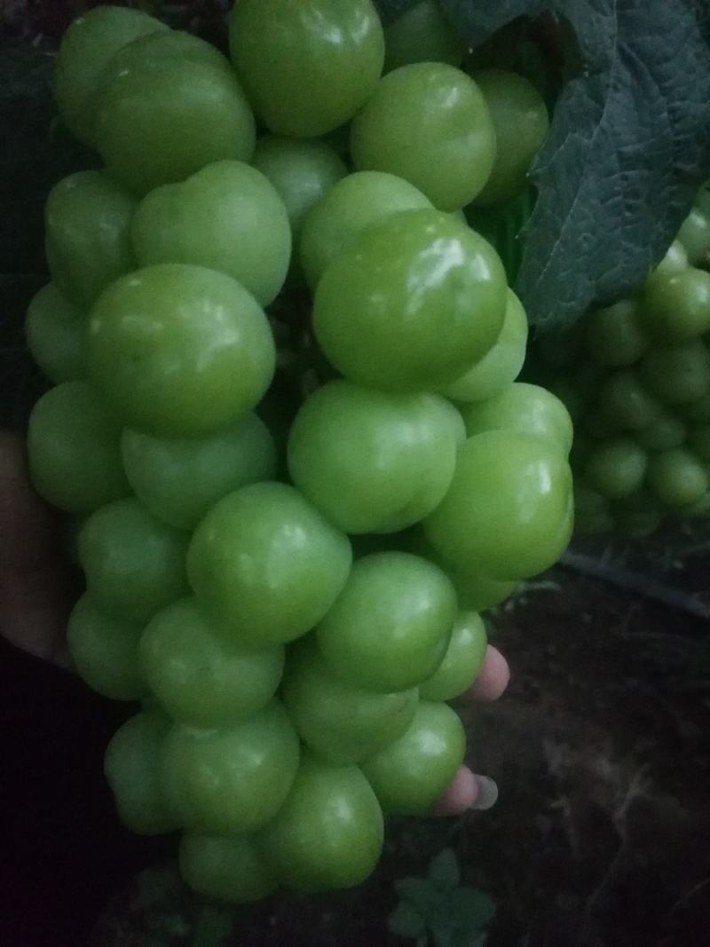 （陕西产区）阳光玫瑰葡萄大量供应中质量保证欢迎咨询