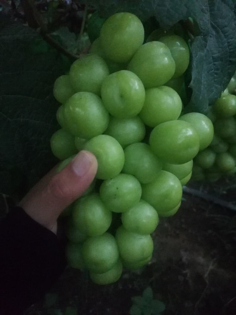 （陕西产区）阳光玫瑰葡萄大量供应中质量保证欢迎咨询