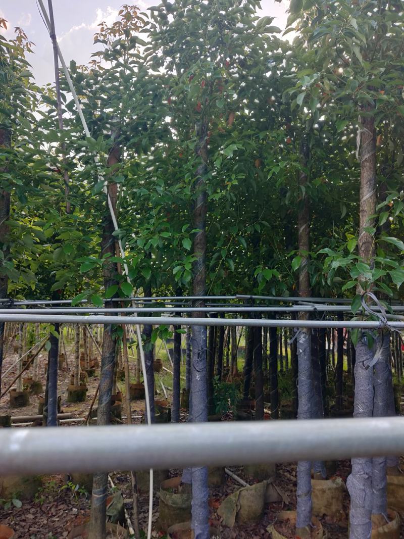 香樟