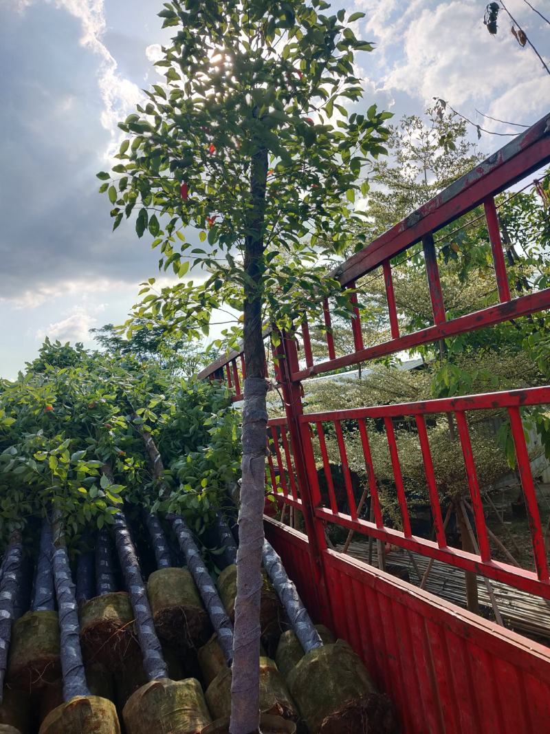 香樟