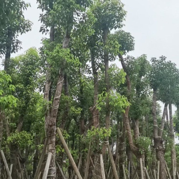 香樟