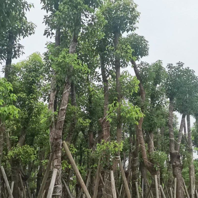 香樟