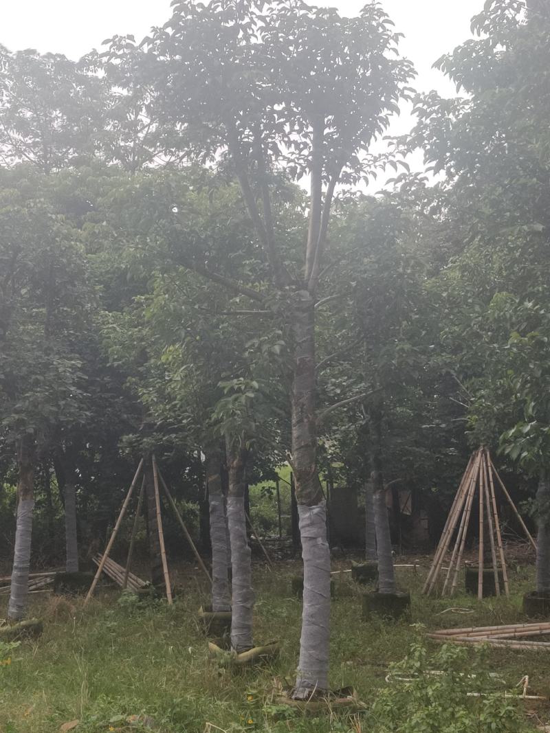 秋枫