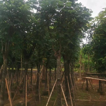 栾树