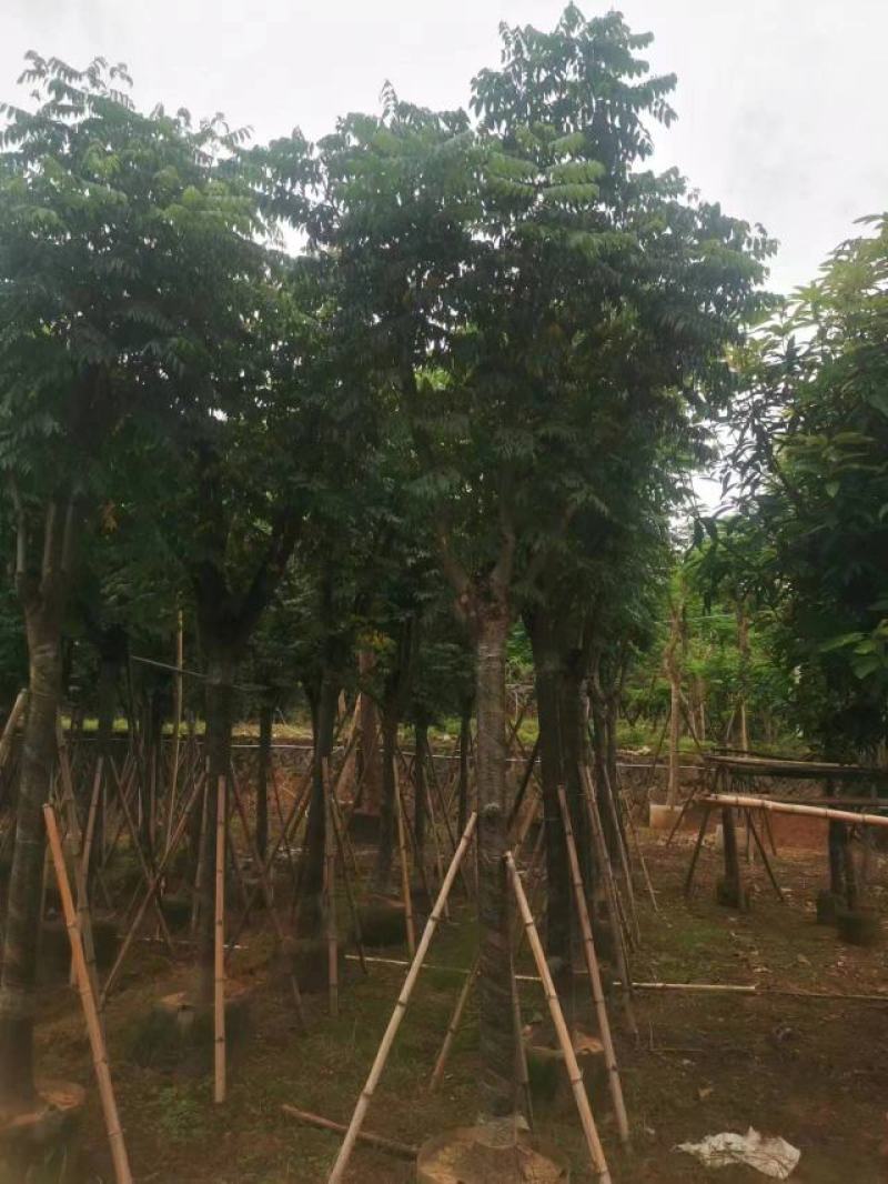 栾树