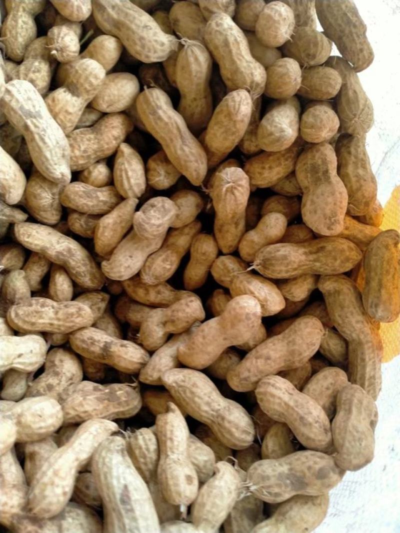 河南花生，大量上市颗粒饱满无空籽对接全国客商