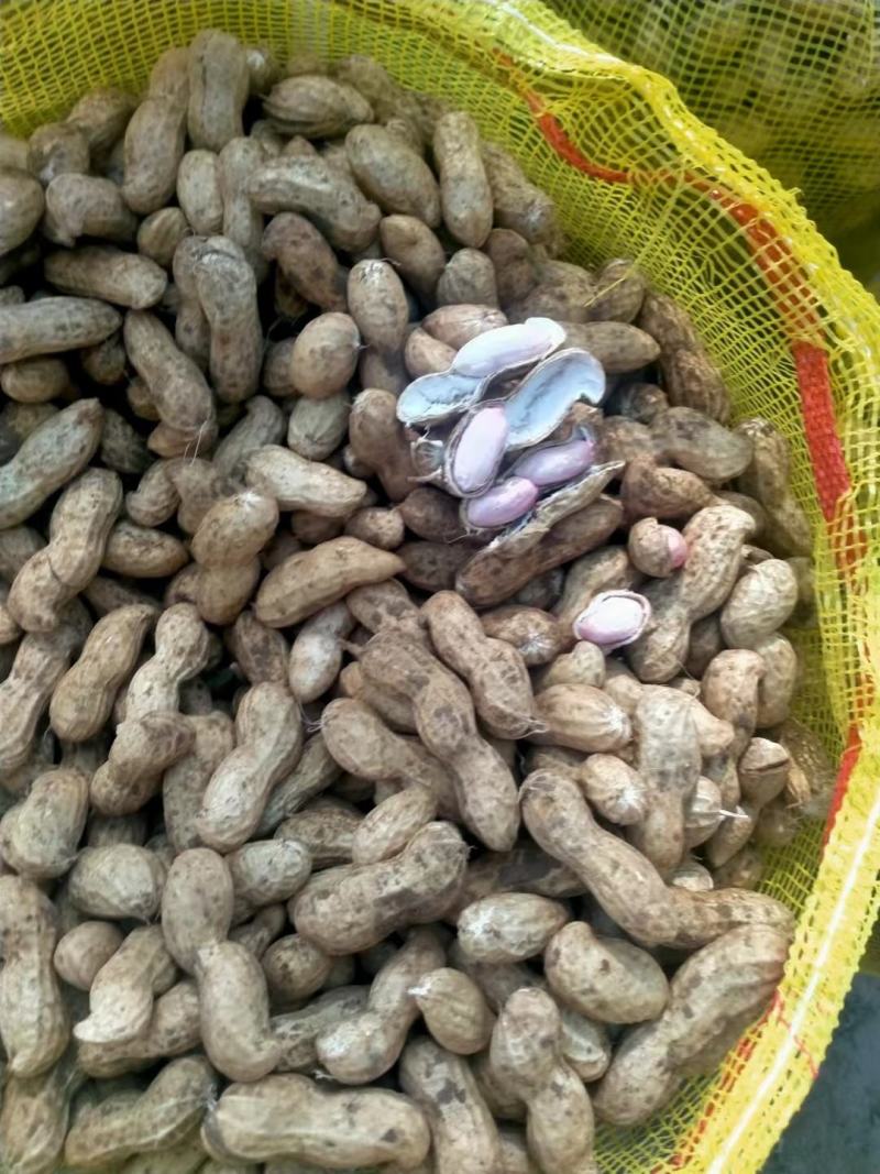 河南花生，大量上市颗粒饱满无空籽对接全国客商