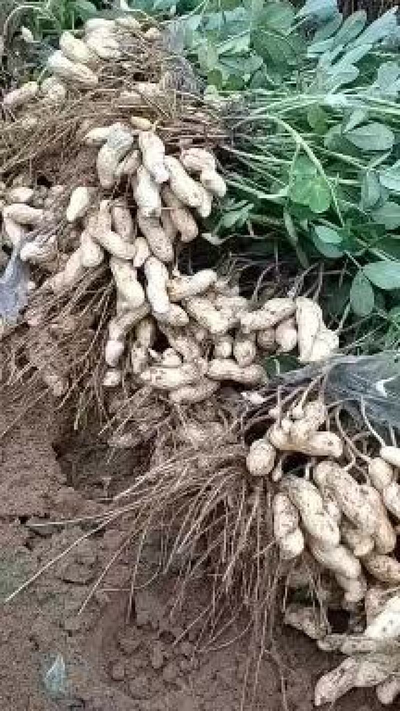 河南花生，大量上市颗粒饱满无空籽对接全国客商