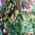 河南花生，大量上市颗粒饱满无空籽对接全国客商