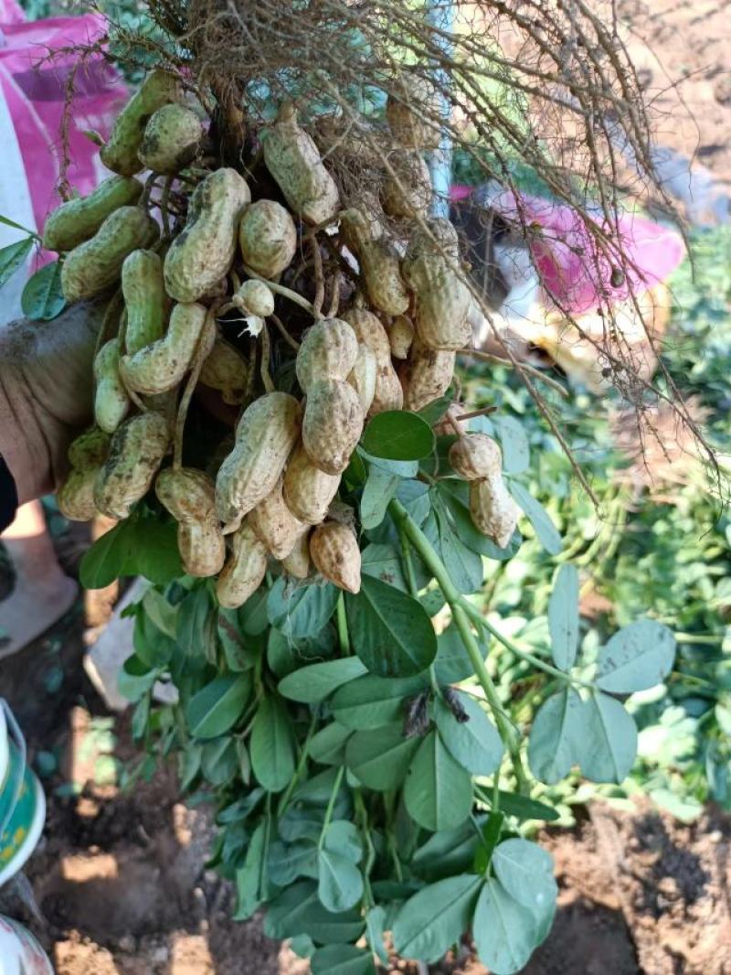 河南花生，大量上市颗粒饱满无空籽对接全国客商