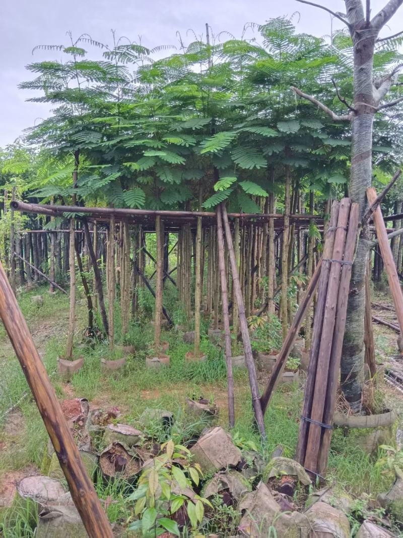 凤凰木