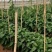 河北彩椒，现已大量上市中，有需要的可以通过一亩田联系