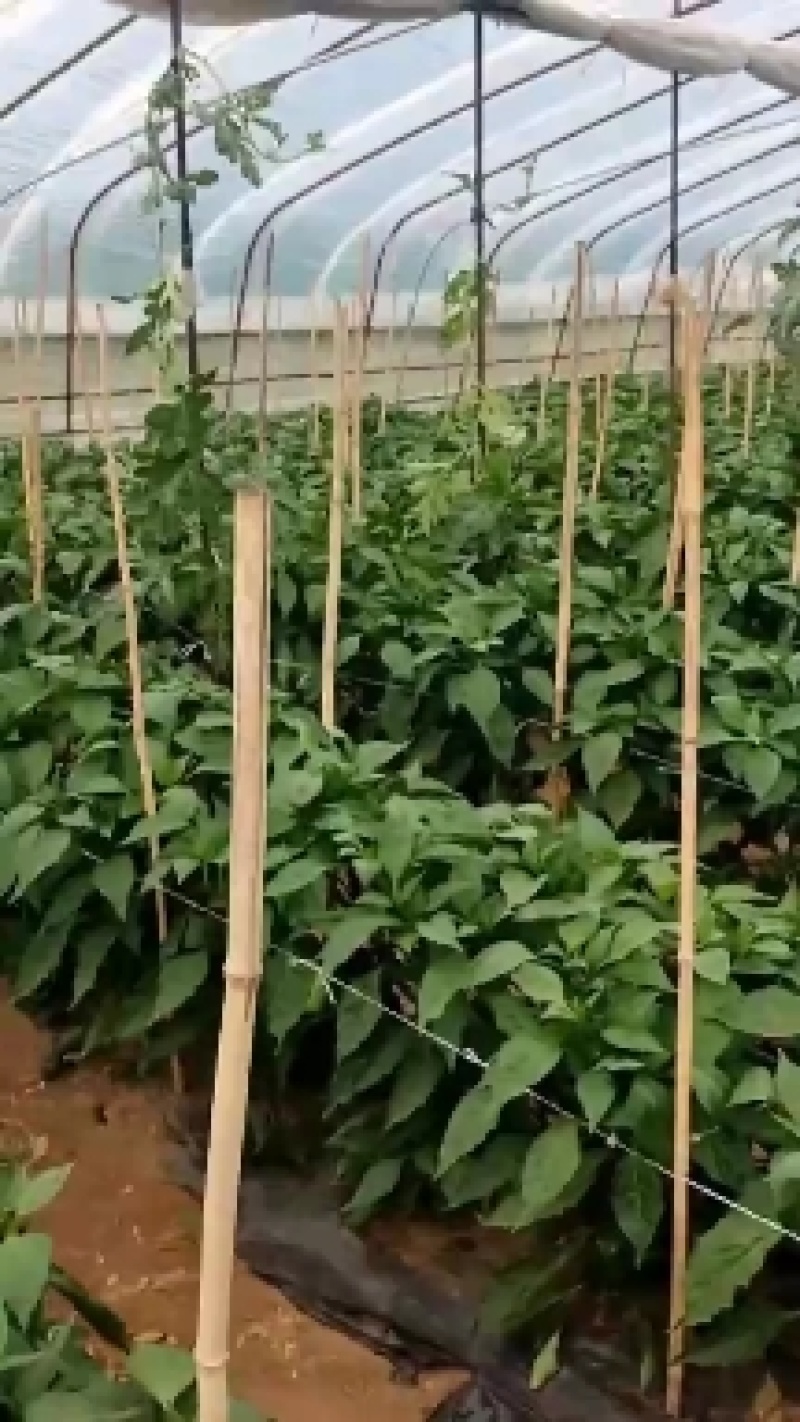 河北彩椒，现已大量上市中，有需要的可以通过一亩田联系