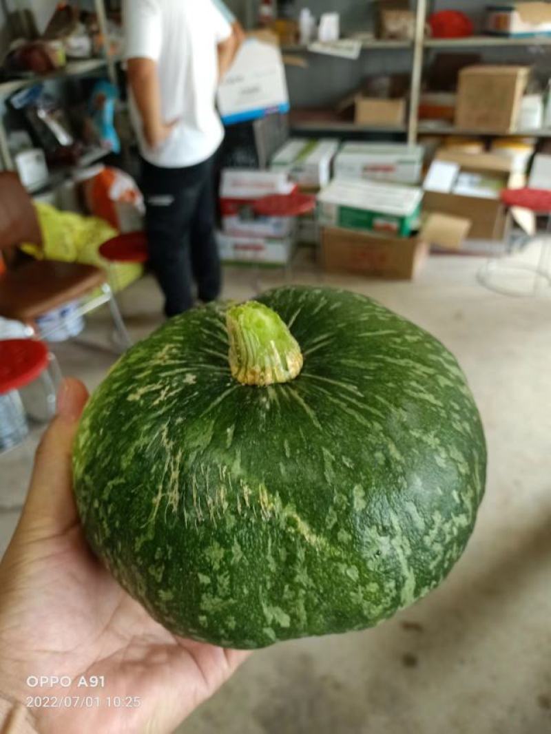 爱碧斯南瓜基地直供