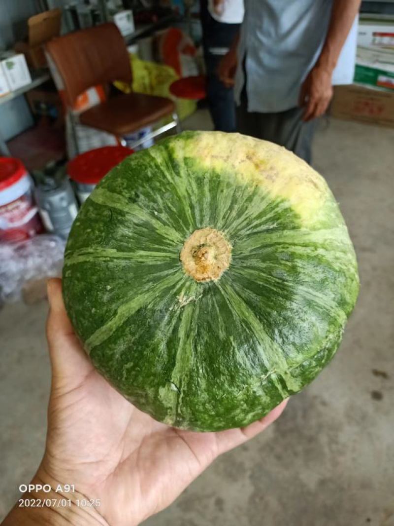 爱碧斯南瓜基地直供