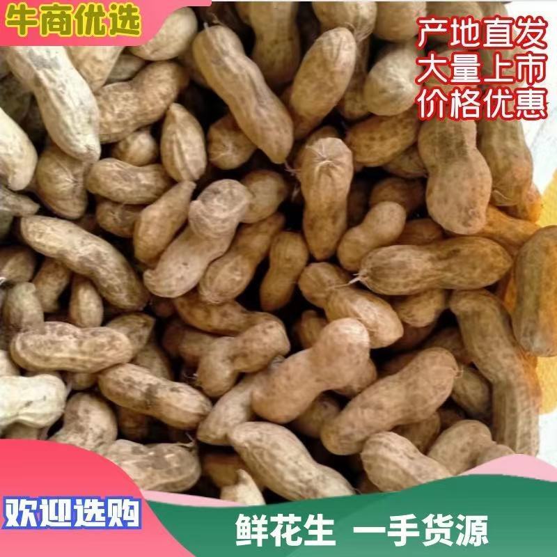 河南花生，大量上市颗粒饱满无空籽对接全国客商