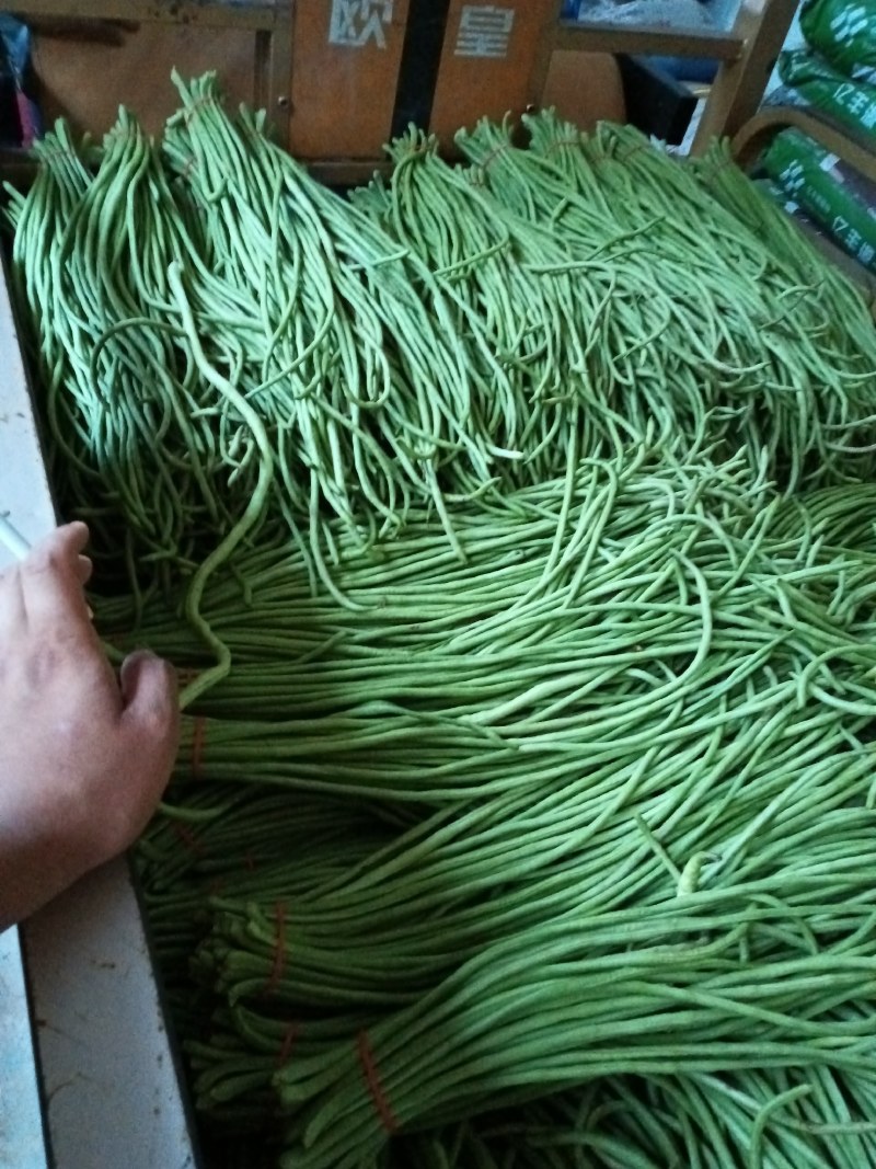 河北邯郸本地长豆角大量上市货源充足，诚信经营