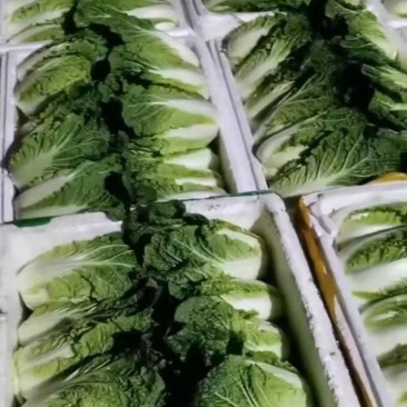 娃娃菜