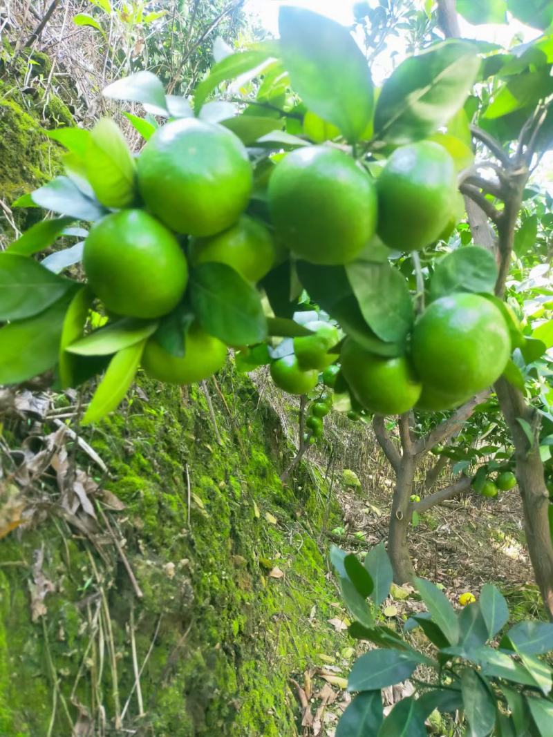 云南高原高山早熟蜜桔上市了，树上鲜果，欢迎来电