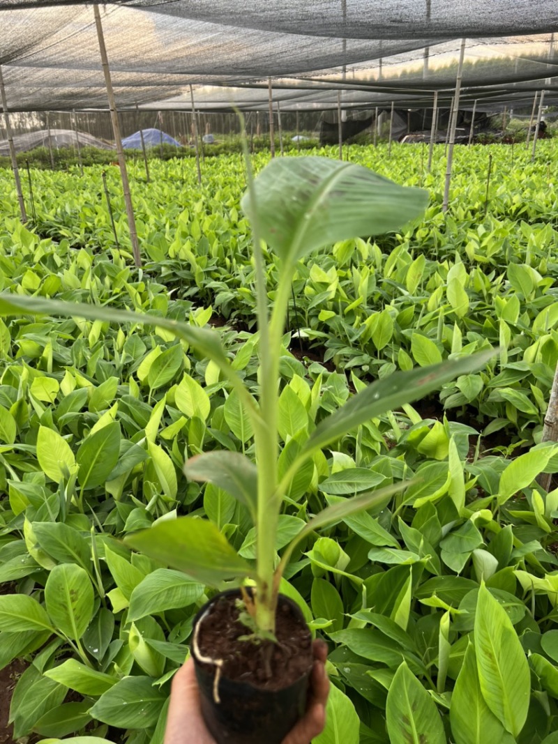 优质香蕉苗批发