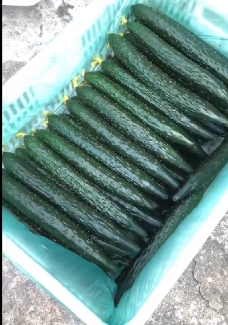精品黄瓜，刚起来新瓜