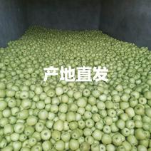 四川青苹果藤木苹果产地供应，量大从优，严格把控质量