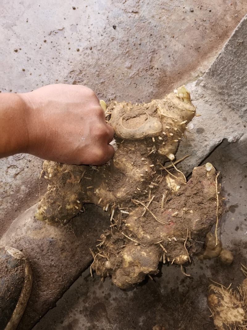 黔里山人富硒黄精多花黄精多花姜型黄精黄精多糖含量超高