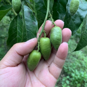 鸡心黄皮