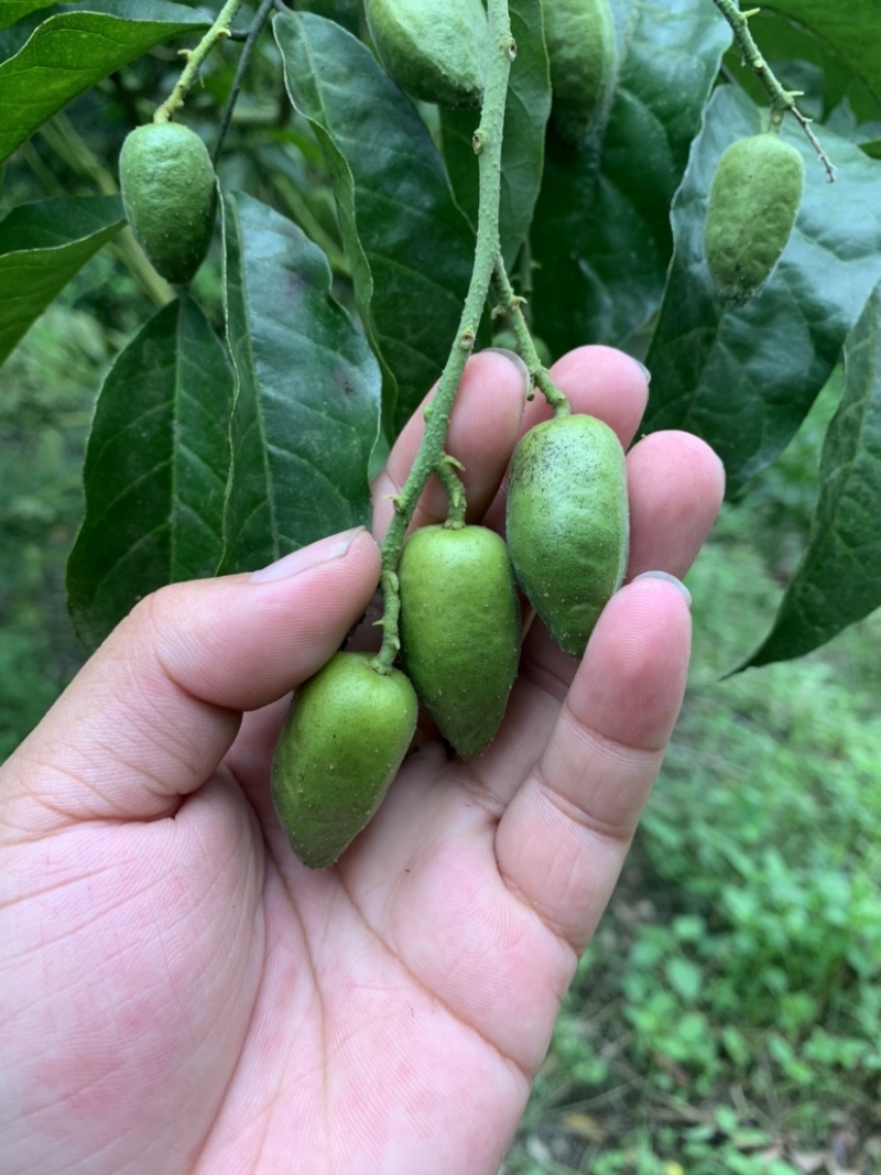 鸡心黄皮