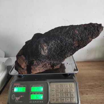 精品桦树茸
