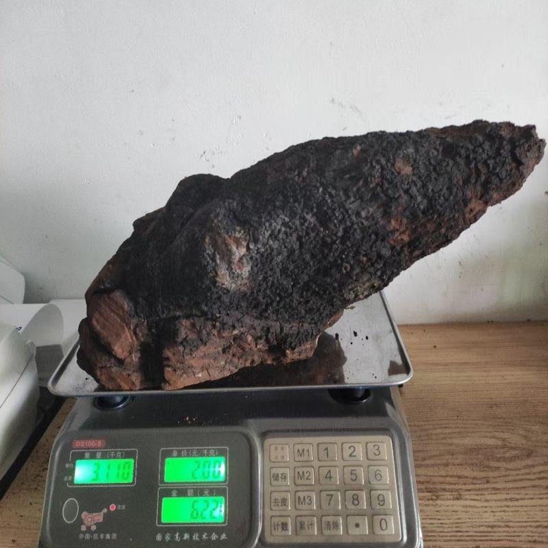 精品桦树茸