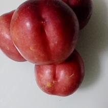 美淋红油桃