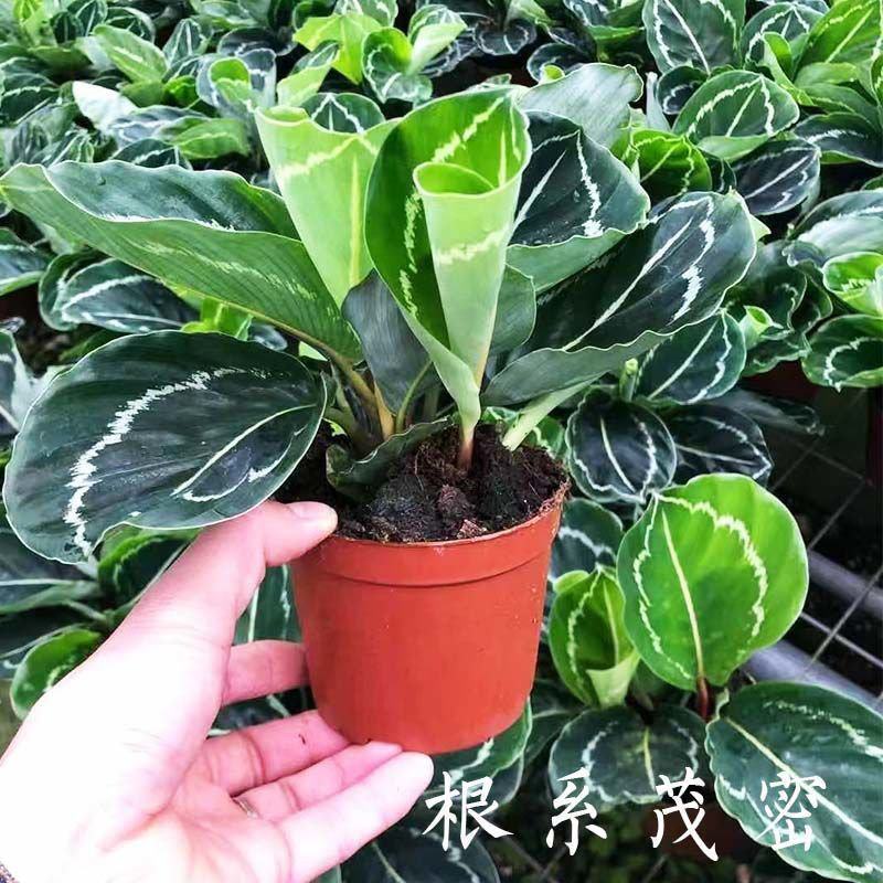 绿美丽竹芋室内净化空气吸甲醛耐养大叶型植物彩红美丽竹芋