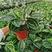 绿美丽竹芋室内净化空气吸甲醛耐养大叶型植物彩红美丽竹芋