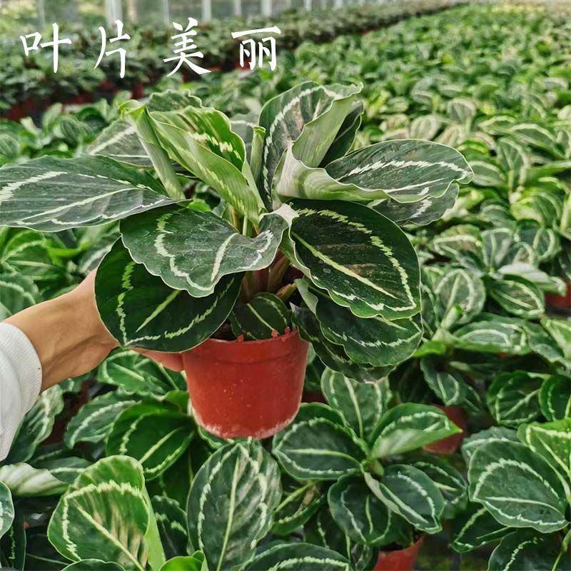 绿美丽竹芋室内净化空气吸甲醛耐养大叶型植物彩红美丽竹芋