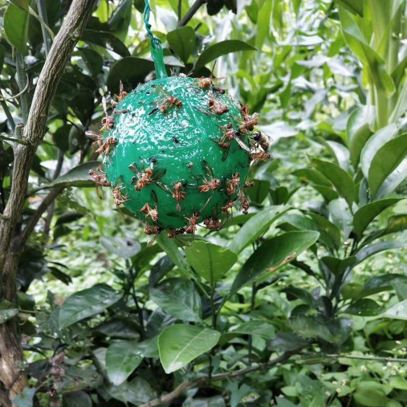 果树沾虫球诱蝇球柑橘大实蝇诱捕球果蝇诱捕器粘虫球瓜果实蝇